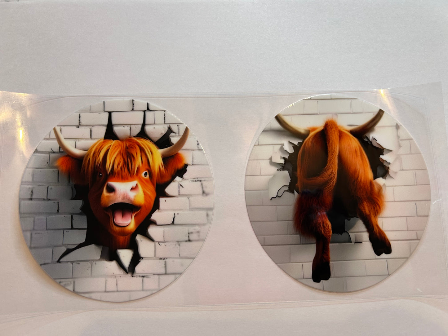 Cows